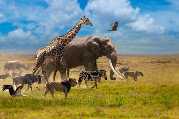 Into the Wild: Touring the Majestic Maasai Mara
