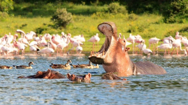 5 DAYS, 4 NIGHTS LAKE NAKURU, MAASAI MARA AND LAKE NAIVASHA