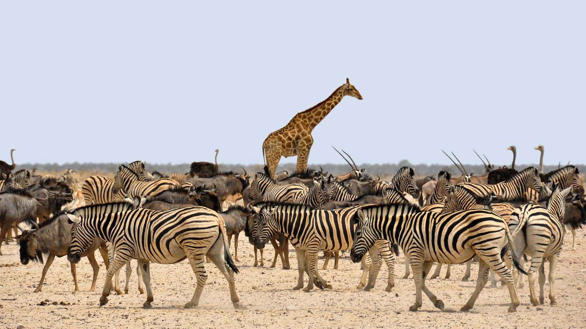 5 DAYS, 4 NIGHTS LAKE NAKURU, MAASAI MARA AND LAKE NAIVASHA