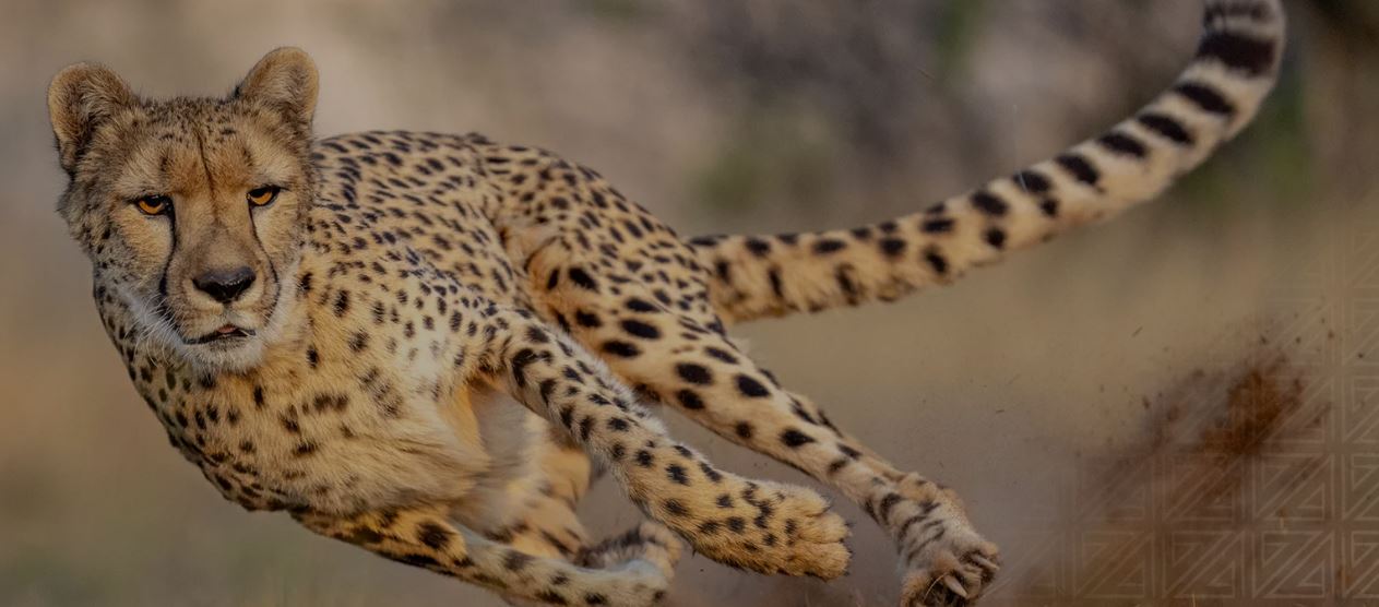 3 DAYS, 2 NIGHTS MAASAI MARA NATIONAL PARK